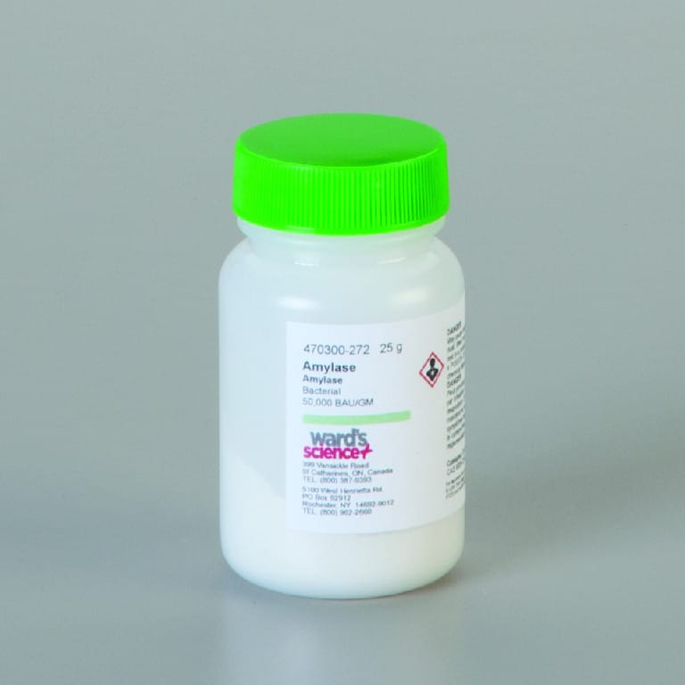 Amylase