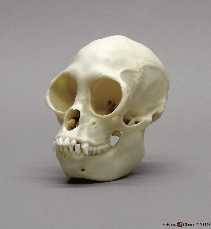 BoneClones® Animal Skulls, Primates