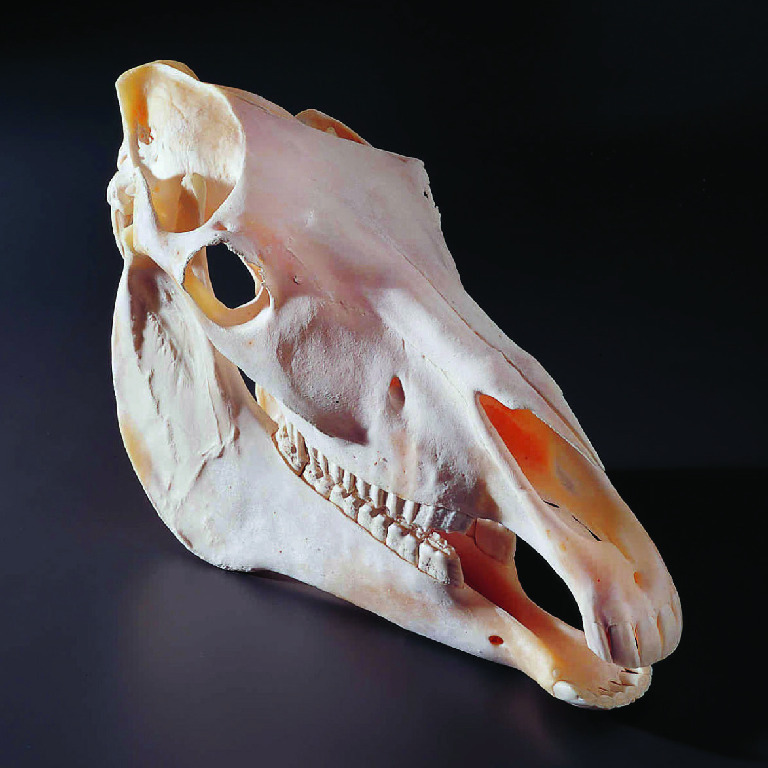 Horse Skull