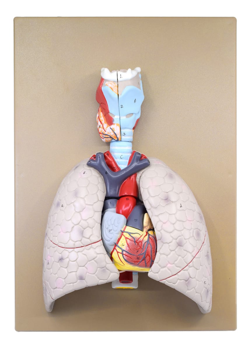 Eisco® Human Heart and Lungs Model