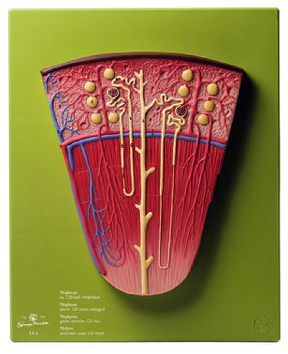 Somso® Nephron Model
