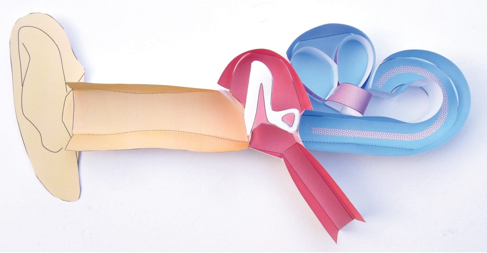 Human Anatomy 3D Models