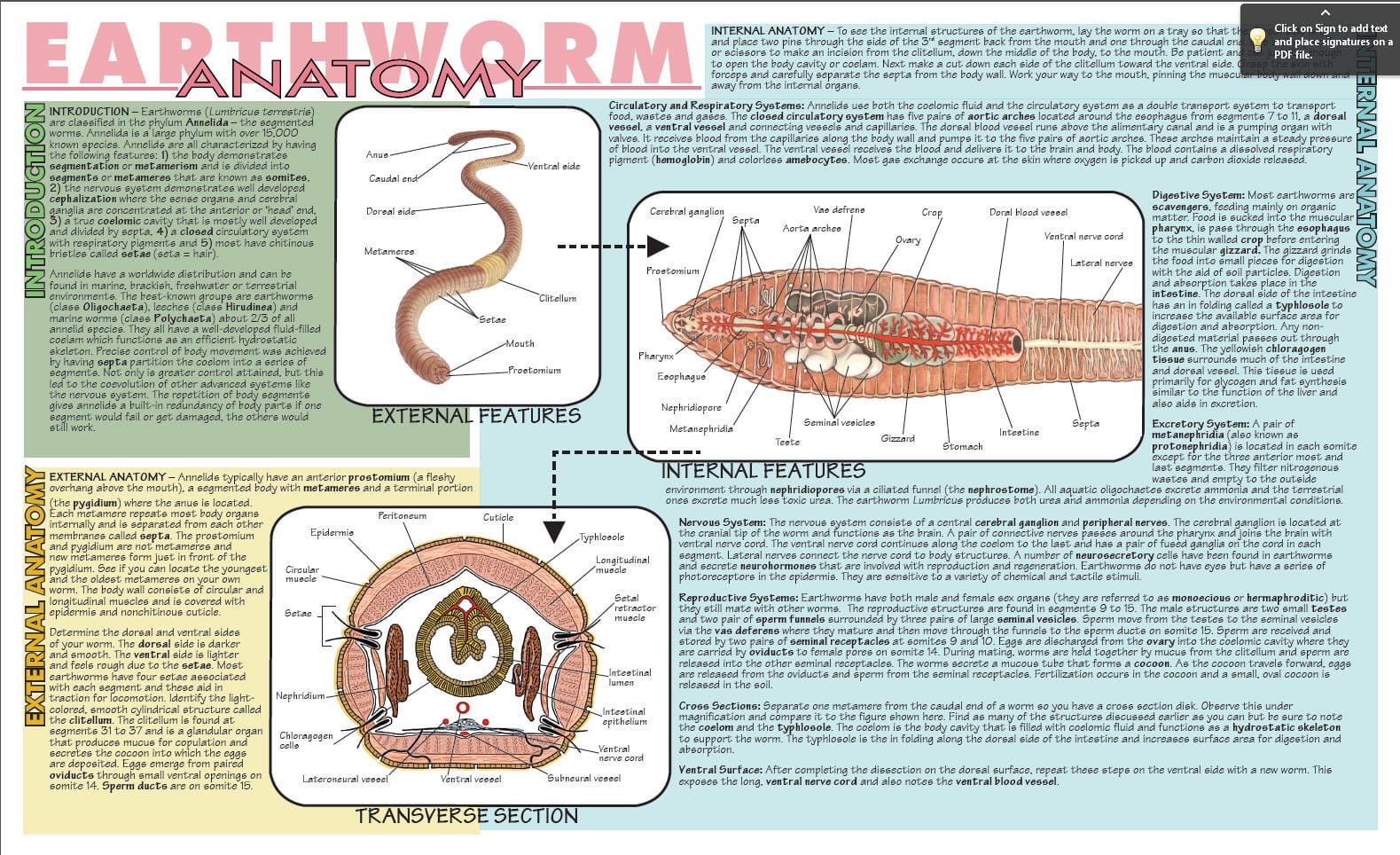 Placemat Dissection Guides