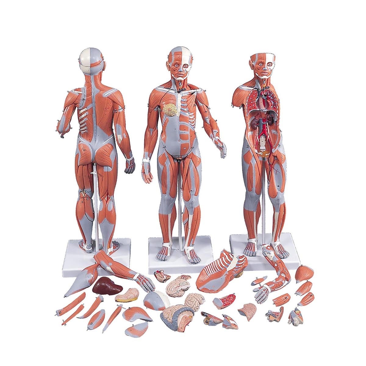 3B Scientific® ¹/₂ Size Muscular Figures
