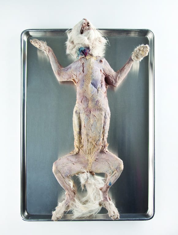 Skinned Cats