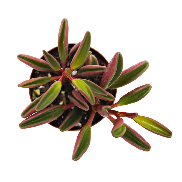 ReptiFauna Peperomia Plants