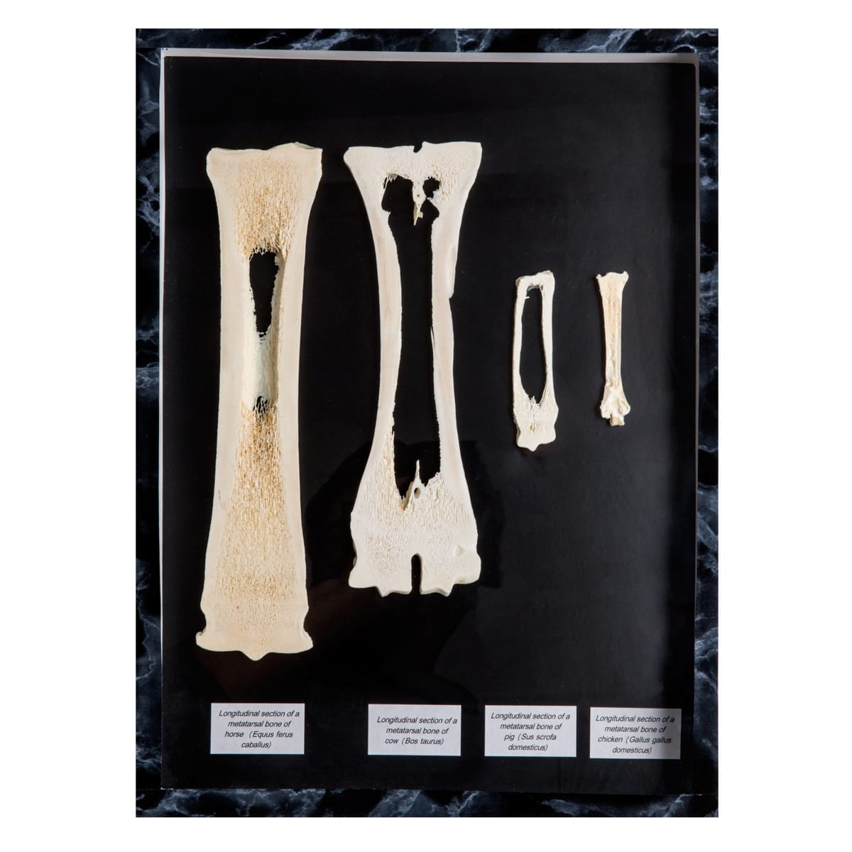Mammal Bone Comparison