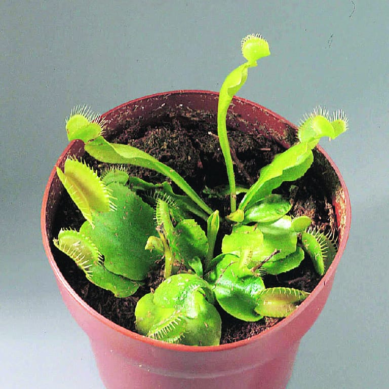 Venus’ Flytrap