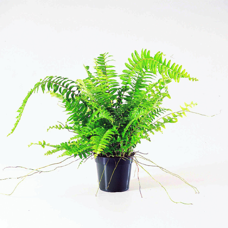 Boston Fern