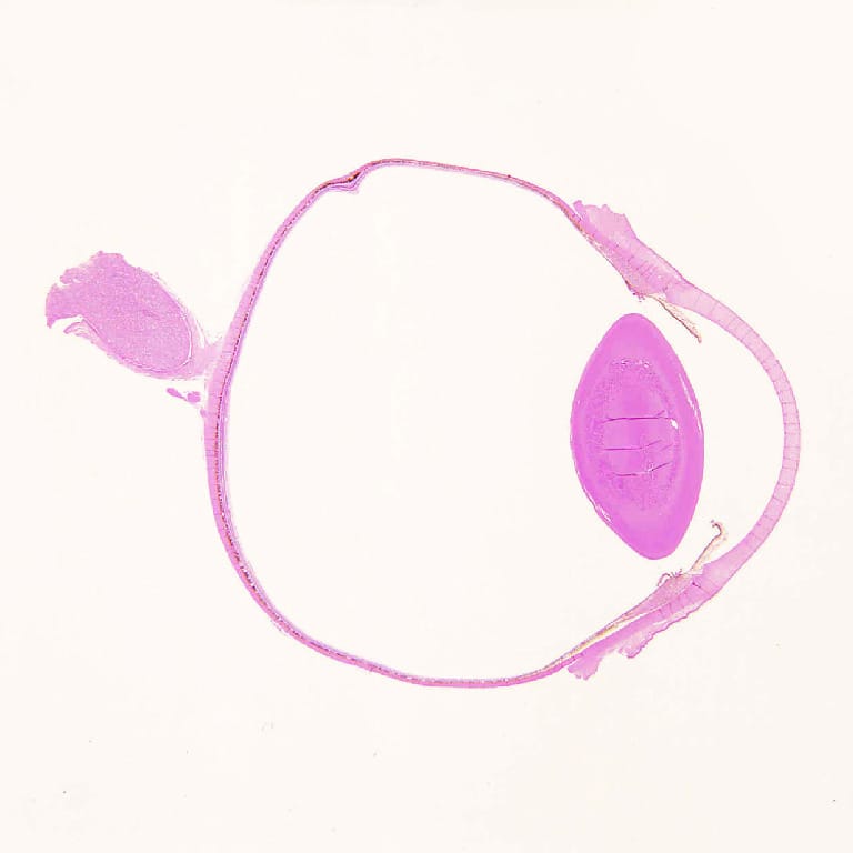 Eye, General Structure