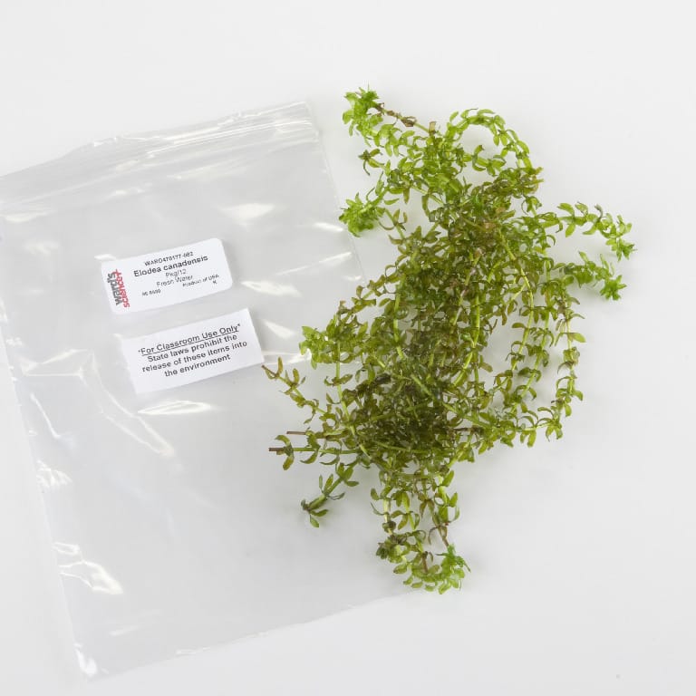 Ward's® Live Elodea canadensis Aquatic Plants
