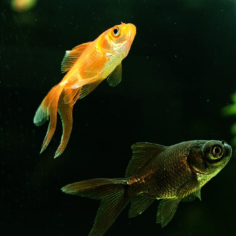 Ward's® Fantail Goldfish