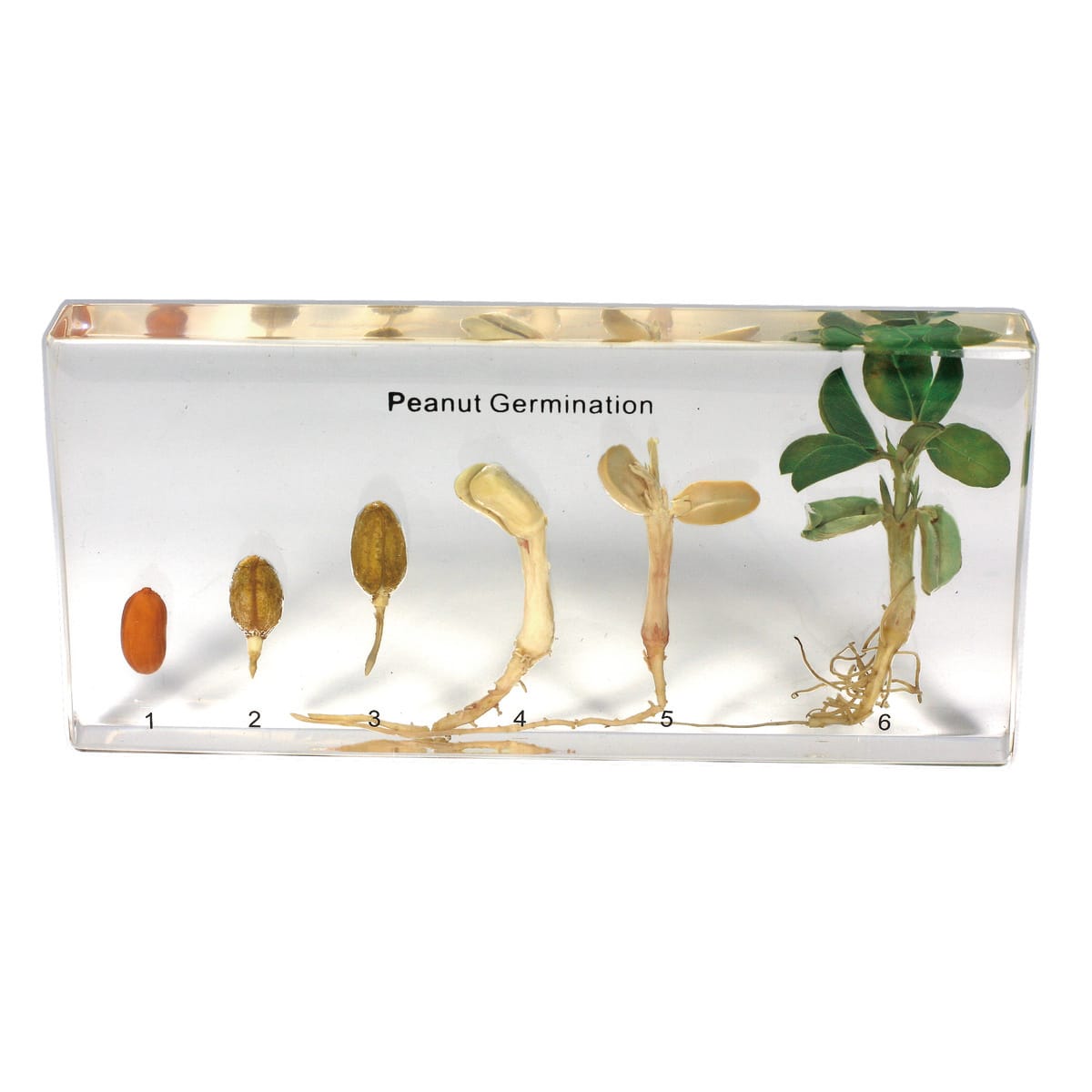 Peanut Germination Plastomount