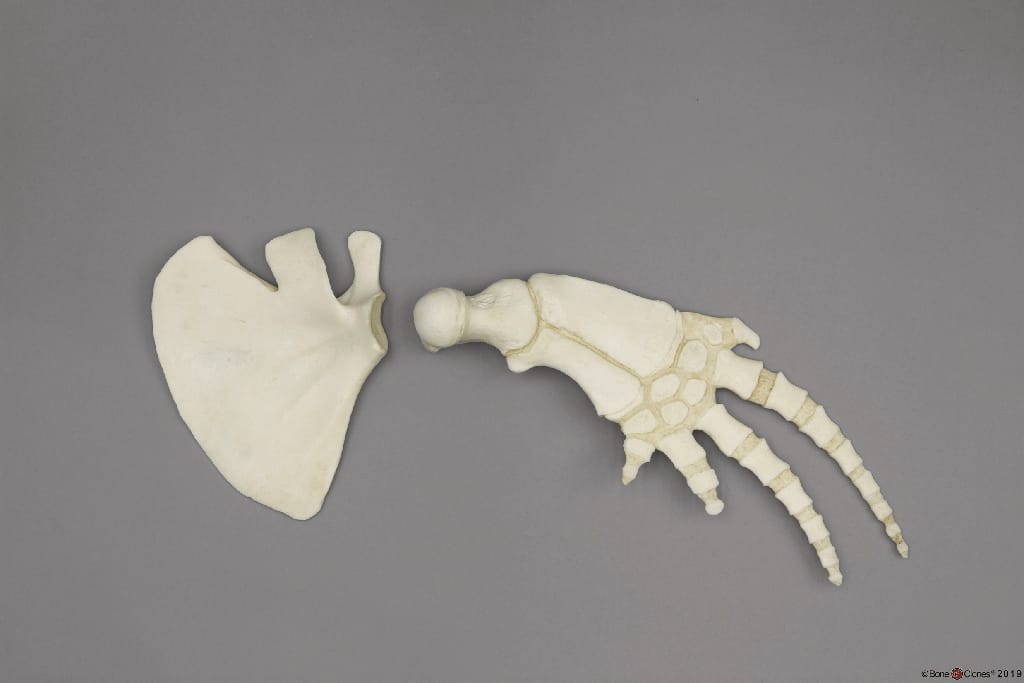 BoneClones® Limbs for Anatomical Comparison