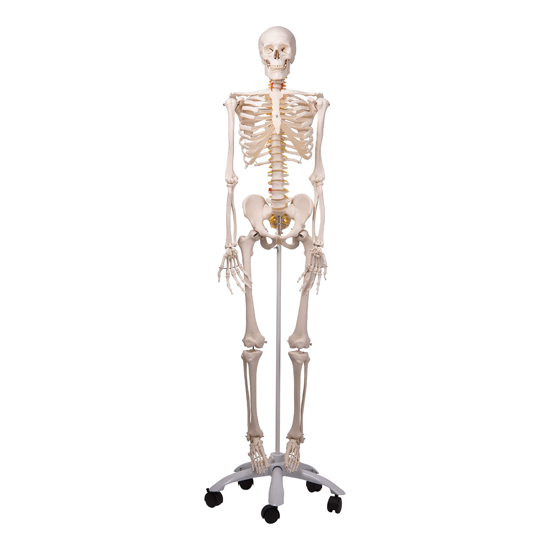3B Scientific® Flexible Skeleton With Roller Stand