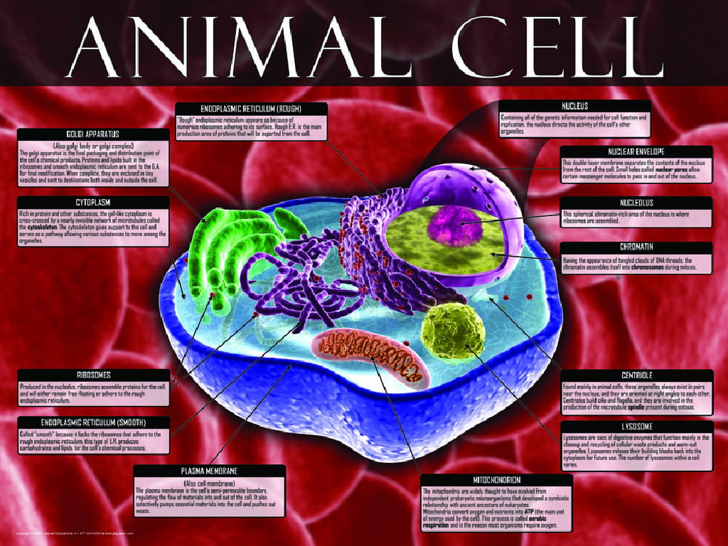 Cells: Structure, Function and Processes Posters