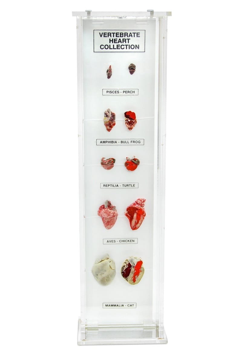 Ward's® Vertebrate Heart Museum Mount