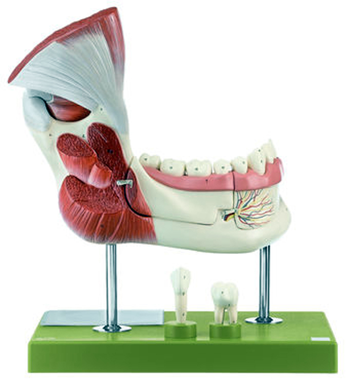 Somso® Right Lower Jaw with Muscles