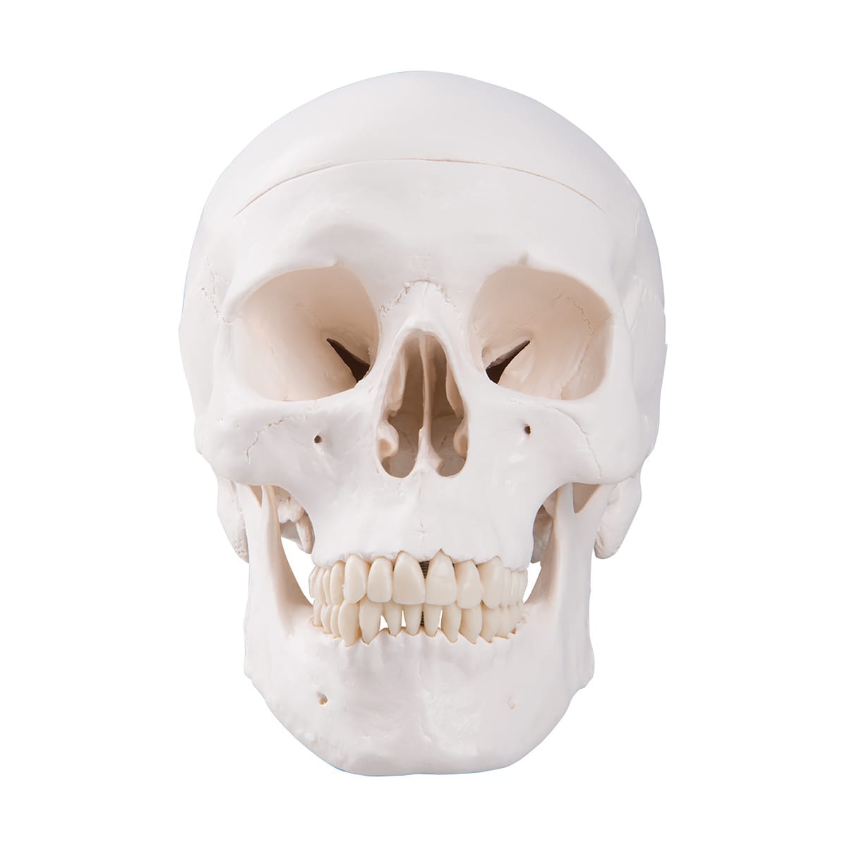 3B Scientific® Skull