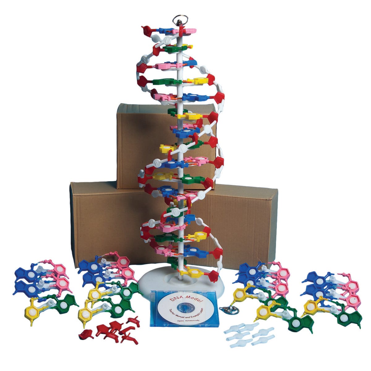 United Scientific™ DNA Model Kits with Four Models and CD