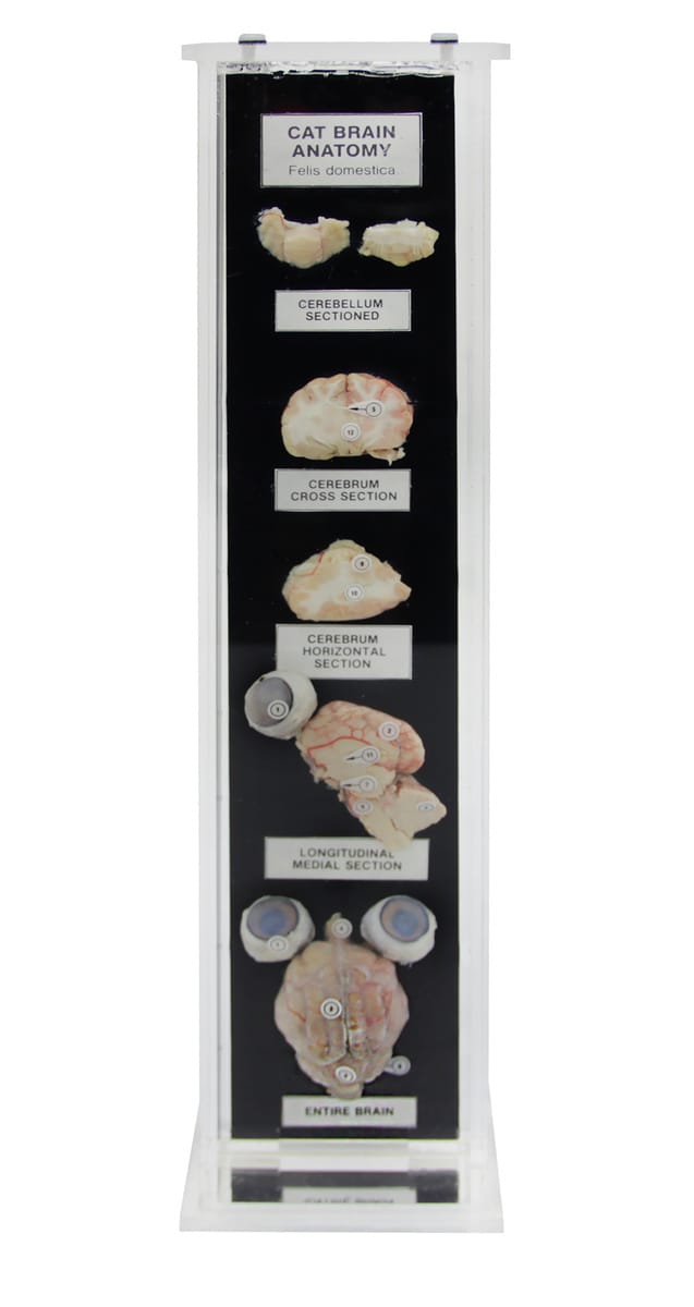 Ward's® Cat Brain Anatomy Museum Mount