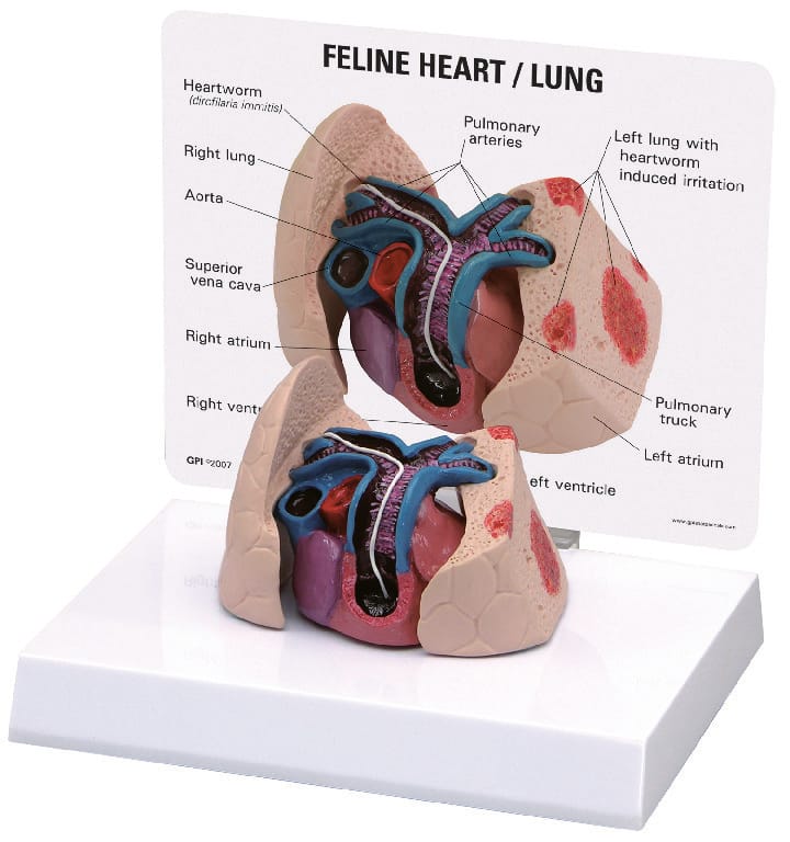 GPI Anatomicals® Feline Heart and Lung Model