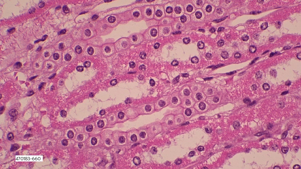 Simple Cuboidal Epithelium Slides