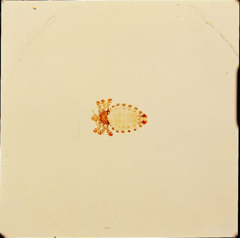 Haematopinus eurysternus, Adult Slide