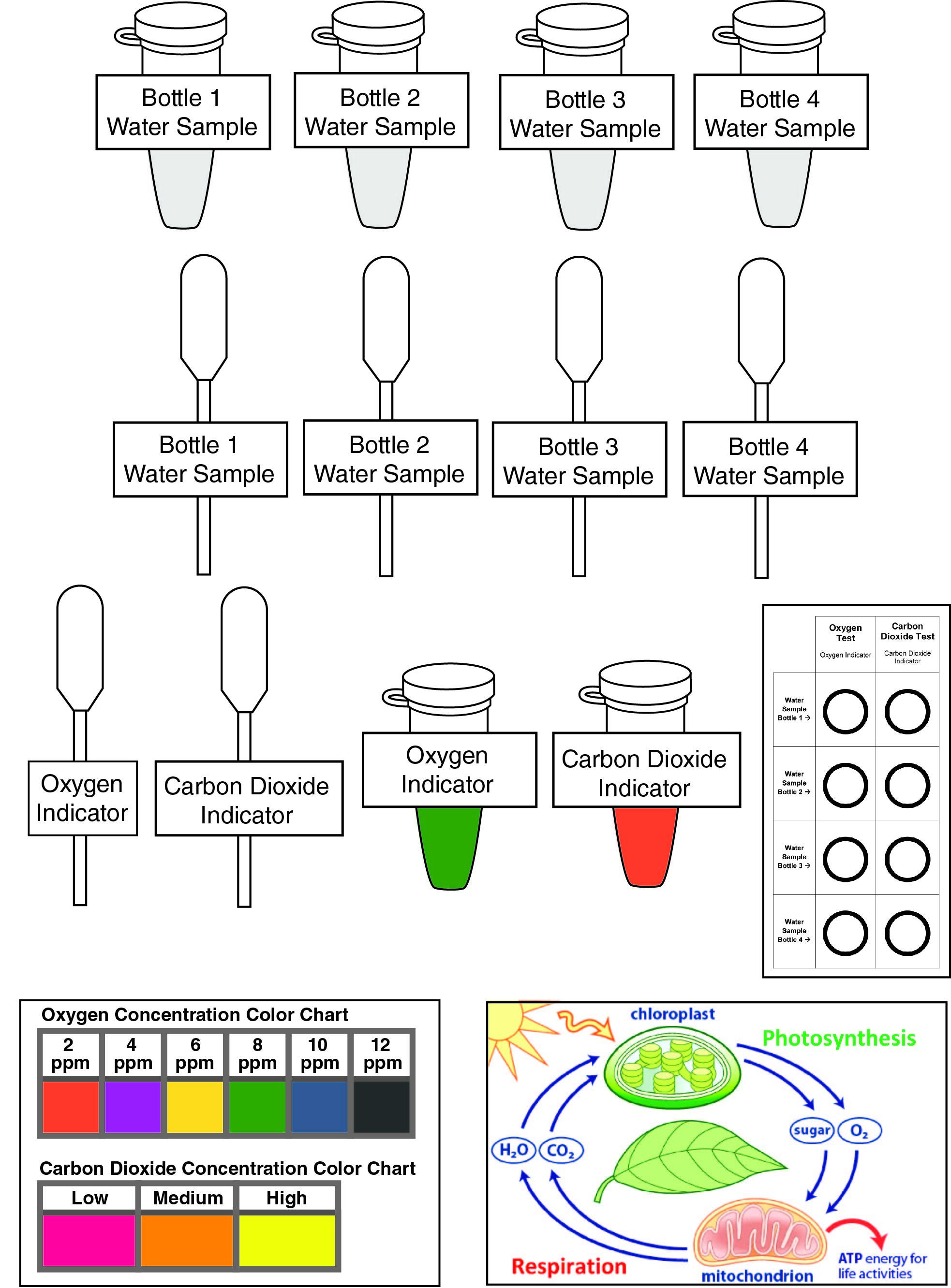 Science Take-Out® Plants In A Bottle: Photosynthesis And Respiration
