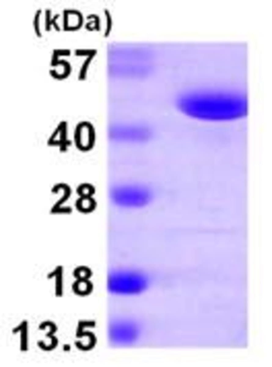 Human Recombinant FARS2 (from E. coli) | VWR, part of Avantor