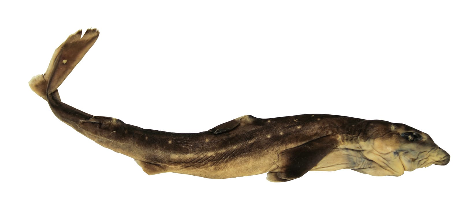 Ward's® Pure Preserved™ Dogfish Sharks, Less Than 18"