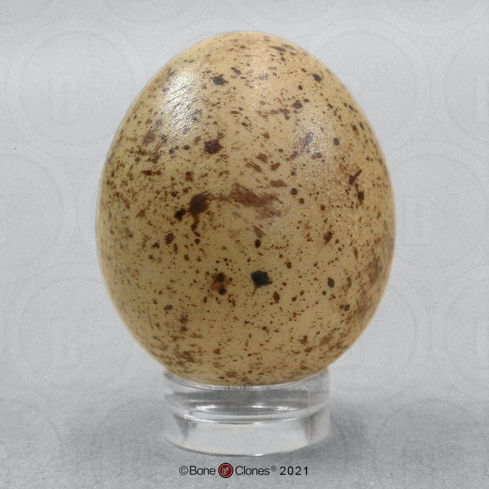 Bone Clones® North American Bird Eggs
