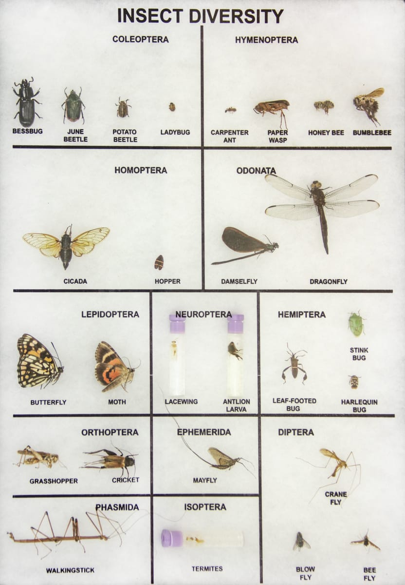 Insect Diversity Riker Mount