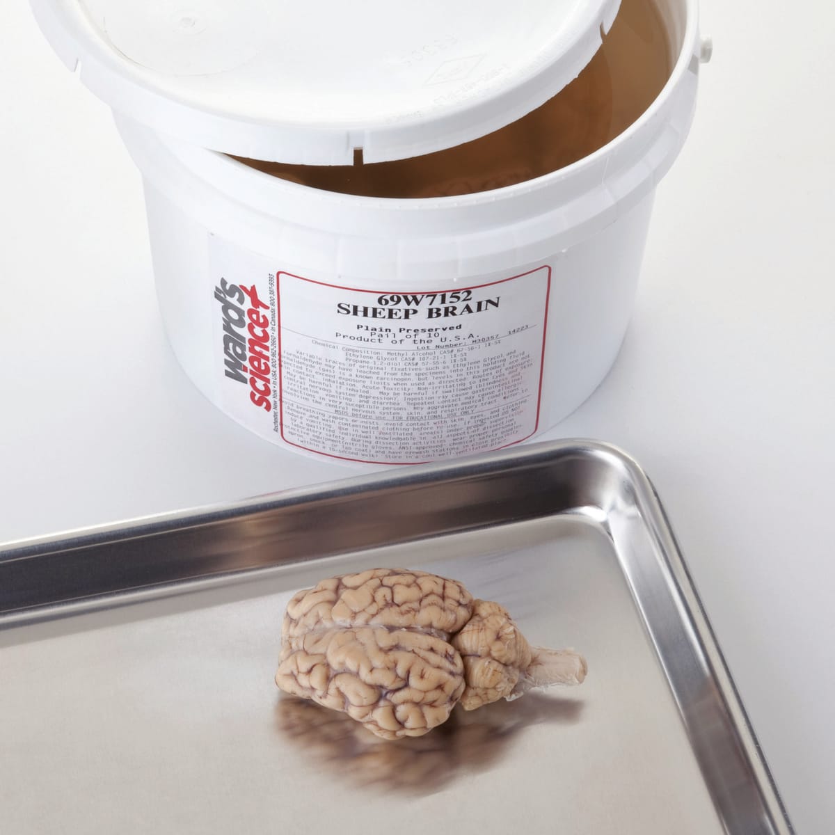 Ward's® Pure Preserved™ General Dissection Sheep Brains