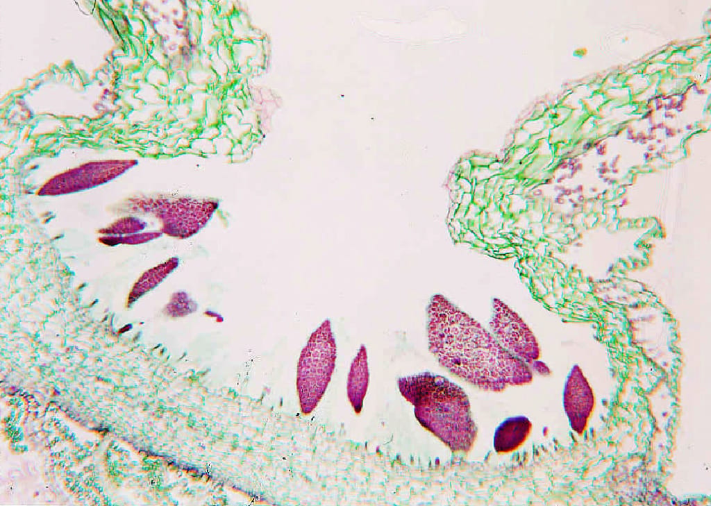 Ward's® Liverwort (Marchantia) Slides