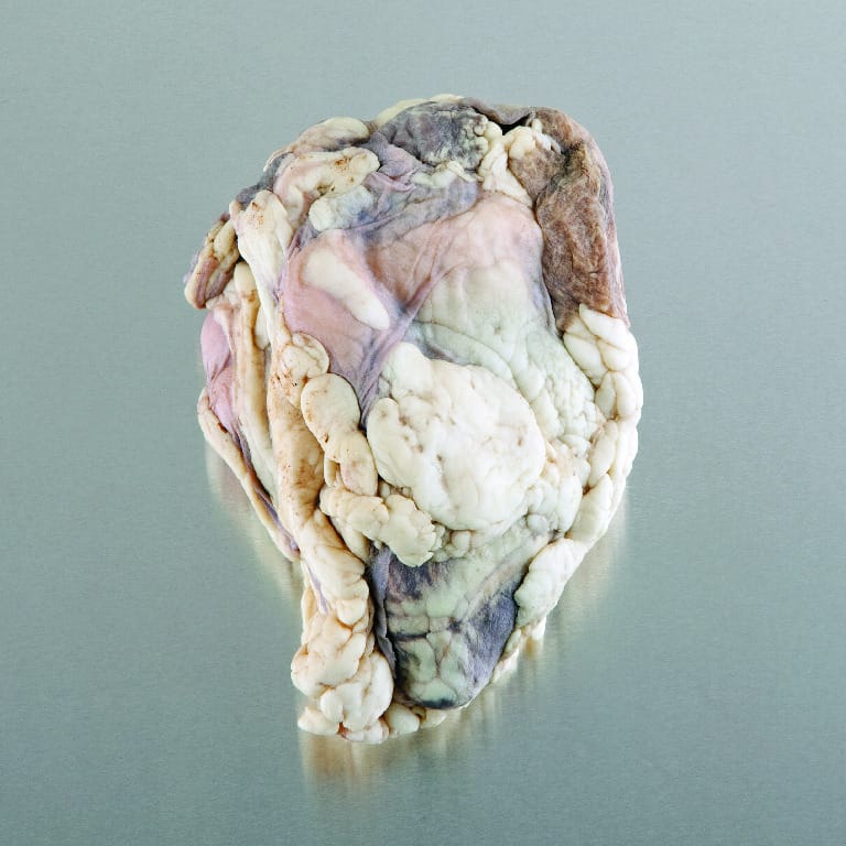 Preserved Sheep Heart with Pericardium