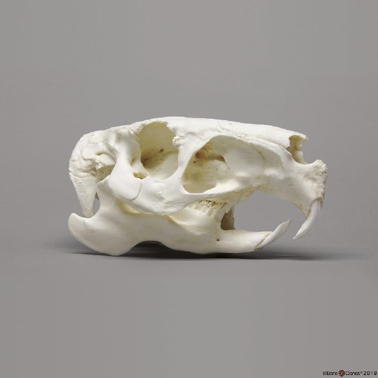 BoneClones® Animal Skulls, Mammals