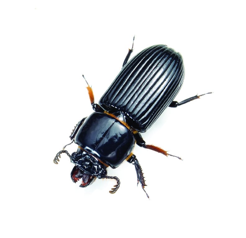 Ward's® Live Bess Beetles and Habitat (Odontotaenius disjunctus)