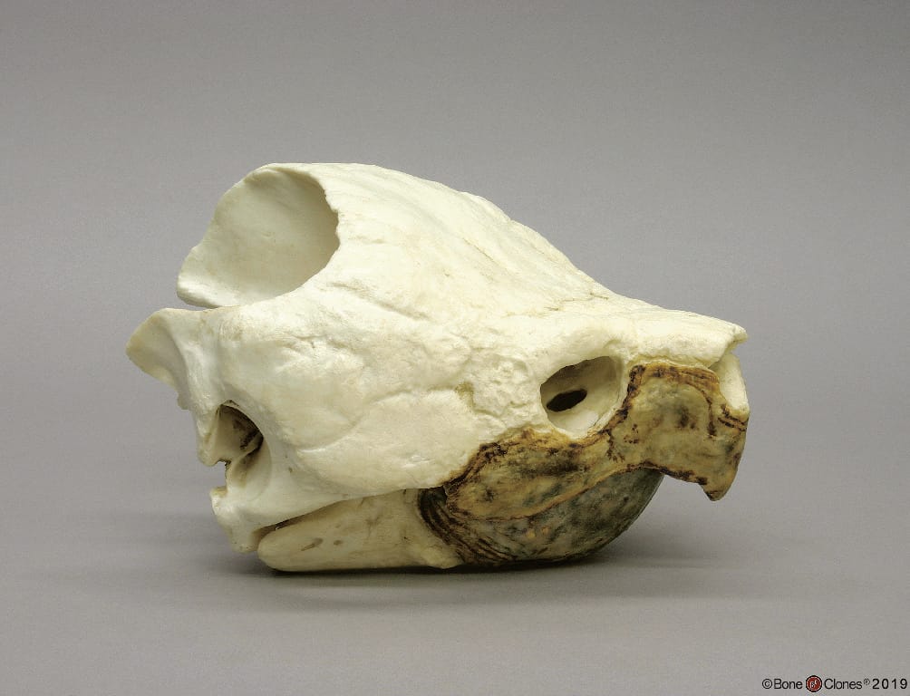 BoneClones® Animal Skulls, Reptilian