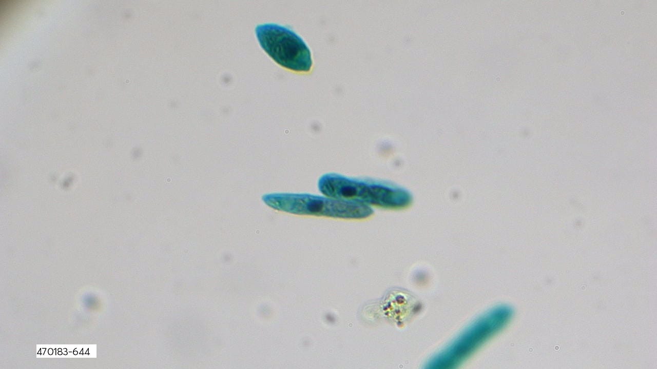 Euglena Explano-Mount™ Slide