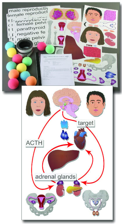 You’re in Control: Endocrine System Manipulative