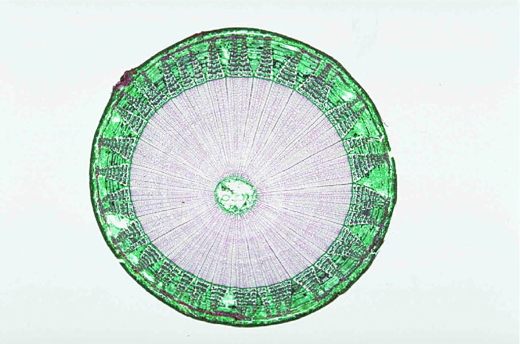 Ward's® Basswood (Tilia Americana) Slides