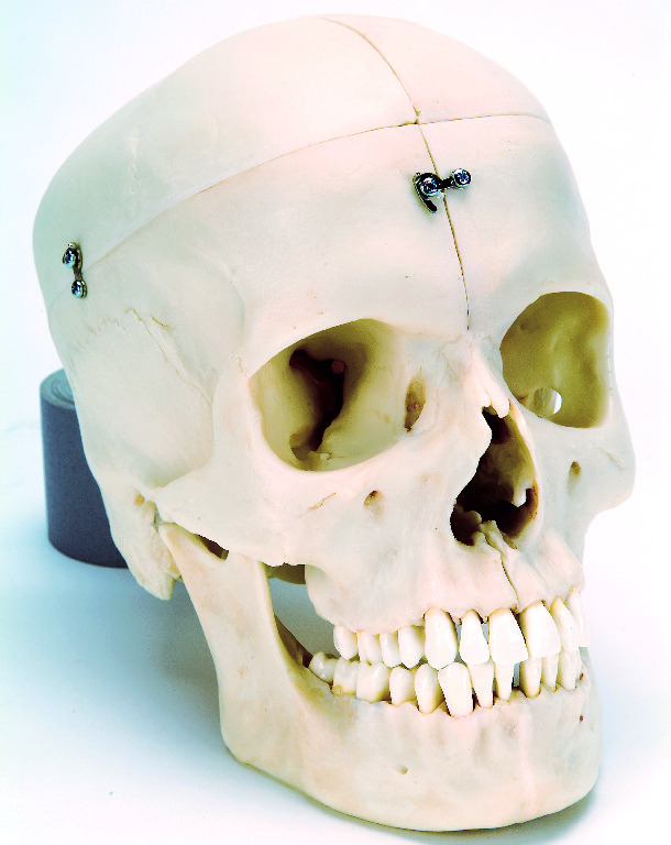 3B Scientific® BONElike™ Bony Skull