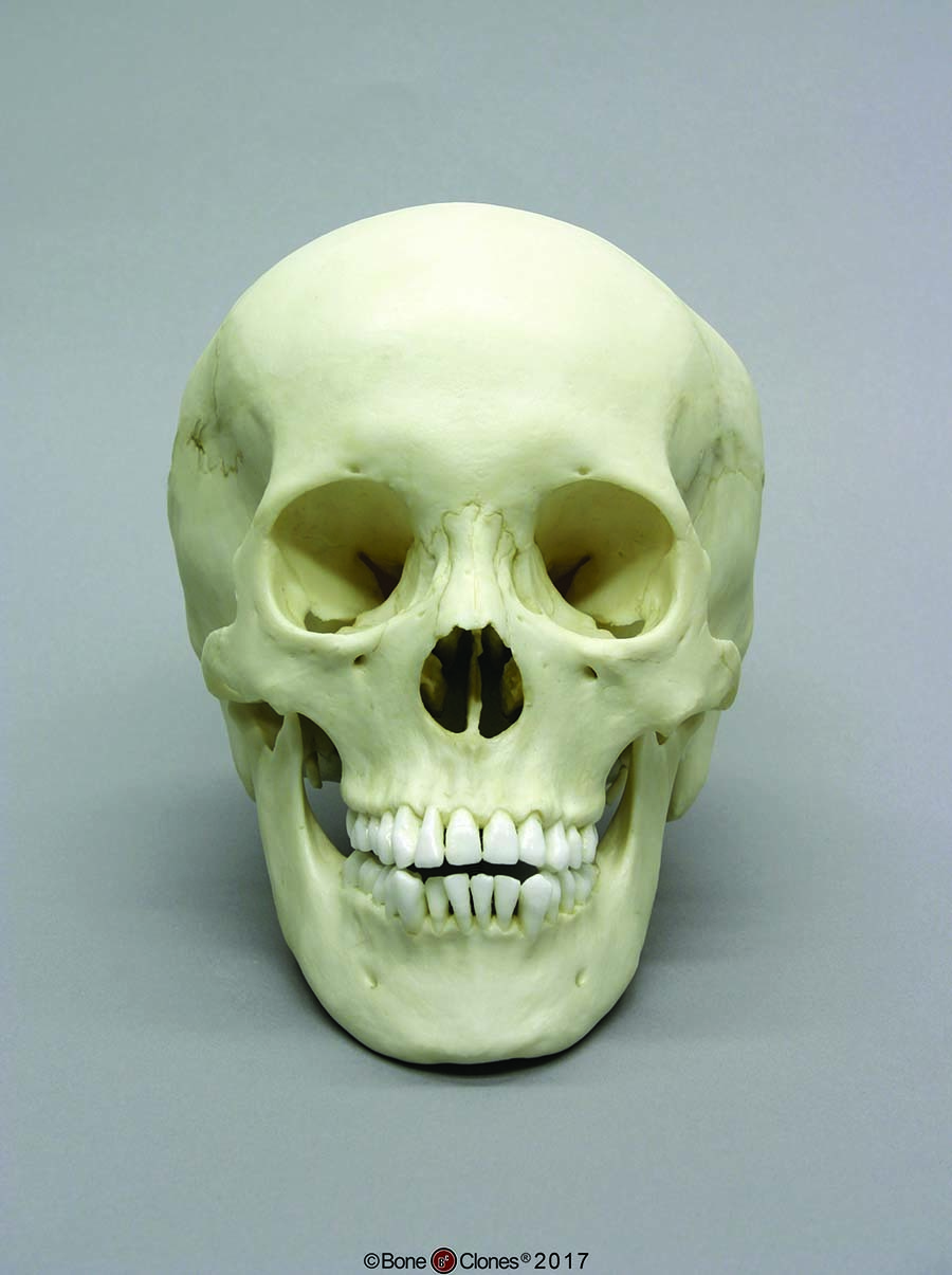 BoneClones® Juvenile Human Skulls