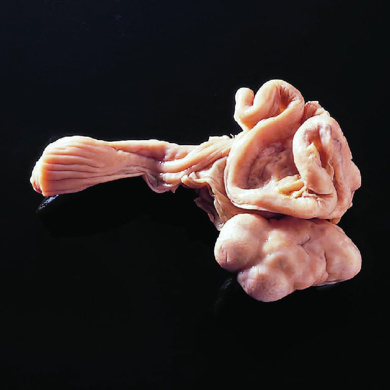 Pig Ovaries