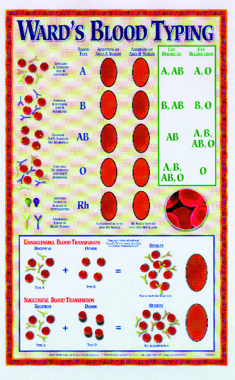Ward's® Blood Typing Poster