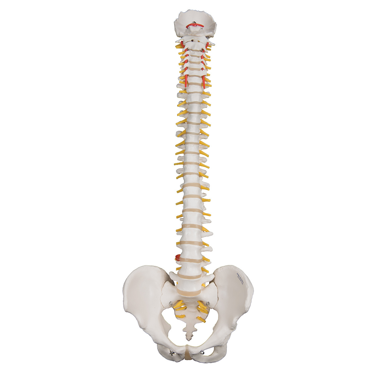 3B Scientific® Lifetime Flexible Spine