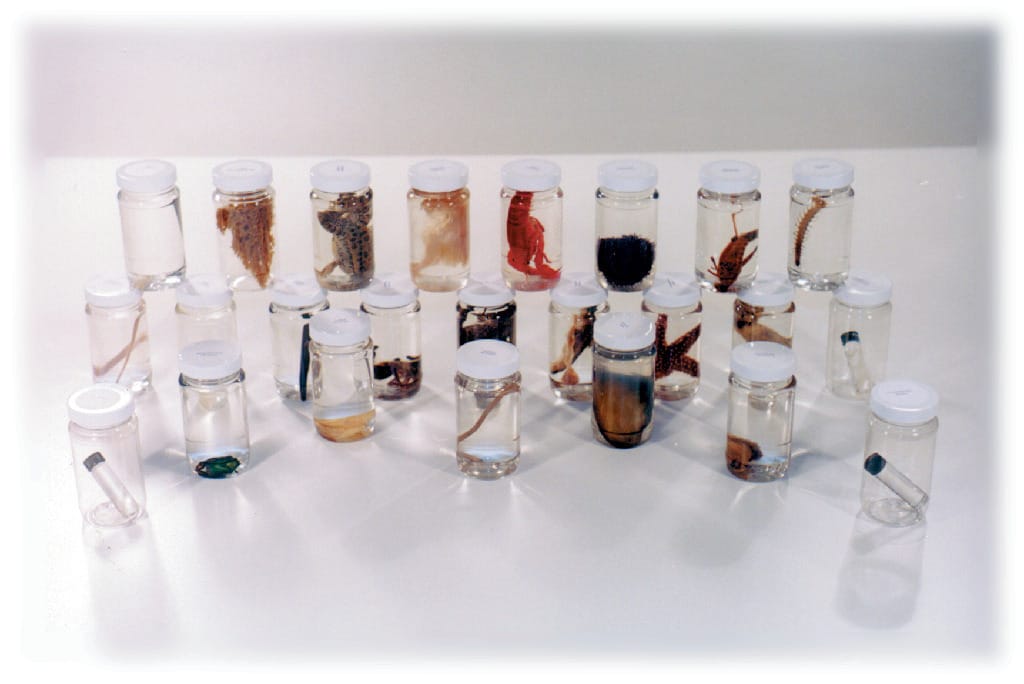 24 Specimen Survey Set with Guide