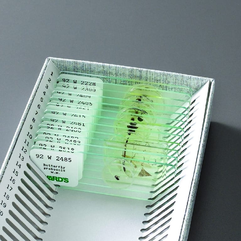 Insect Anatomy Slide Set