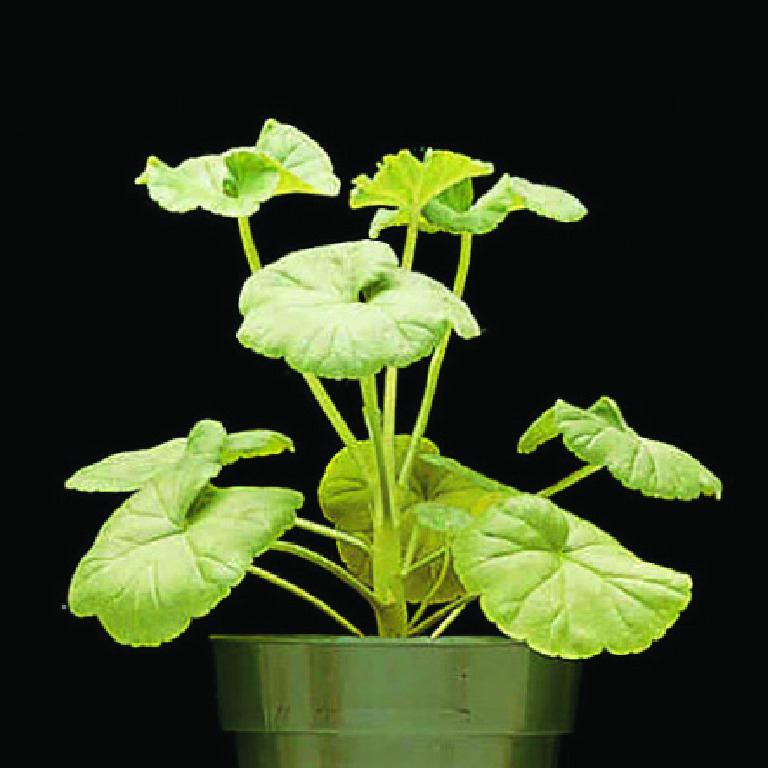 Geranium